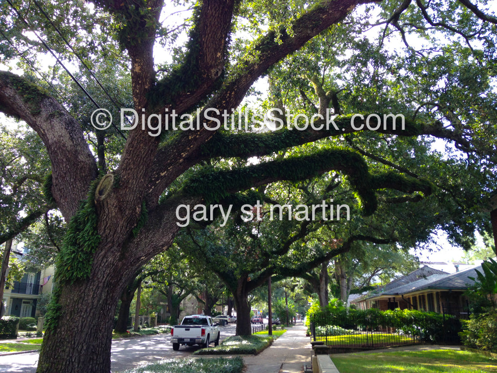 Neighborhood In New Orleans, Digital 