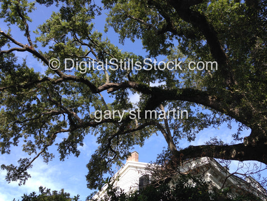 Tree In New Orleans, Digital 