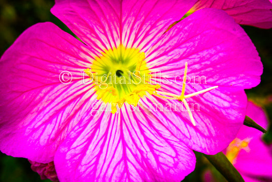 Pink Flower Digital , Scenery, Flowers