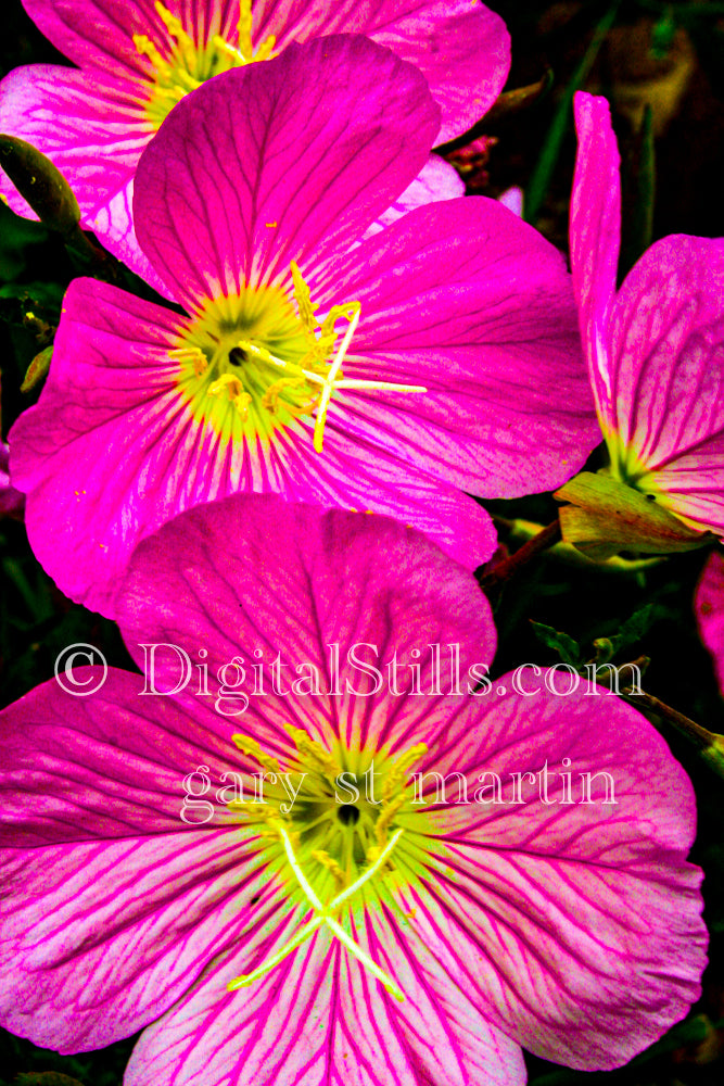 Four Pink Flowers Digital, Scenery, Flowers