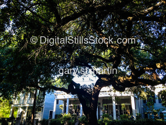 Treehouse, New Orleans,Digital 