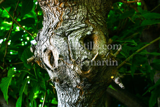 Tree With A Face V4 Digital, Scenery, Flowers