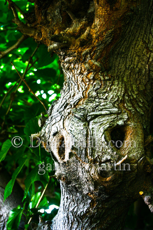 Sideview of A Tree With A Face Digital, Scenery, Flowers