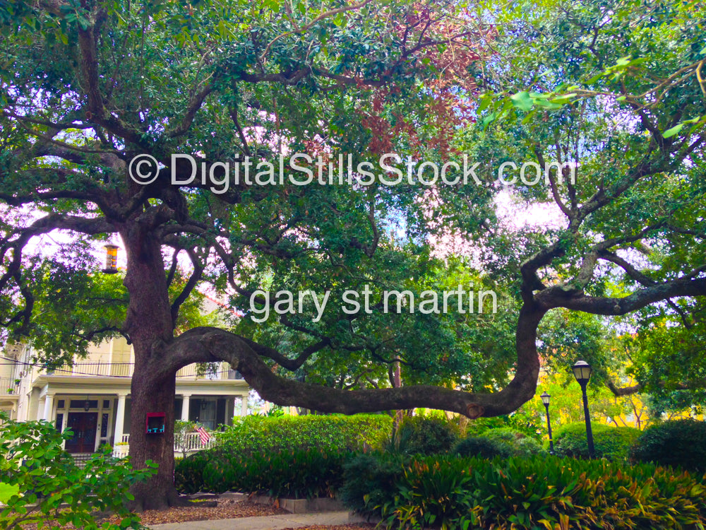 Tall Tree, New Orleans, Digital 