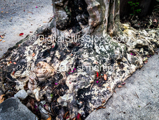 Roots Of A Tree, New Orleans, Digital 