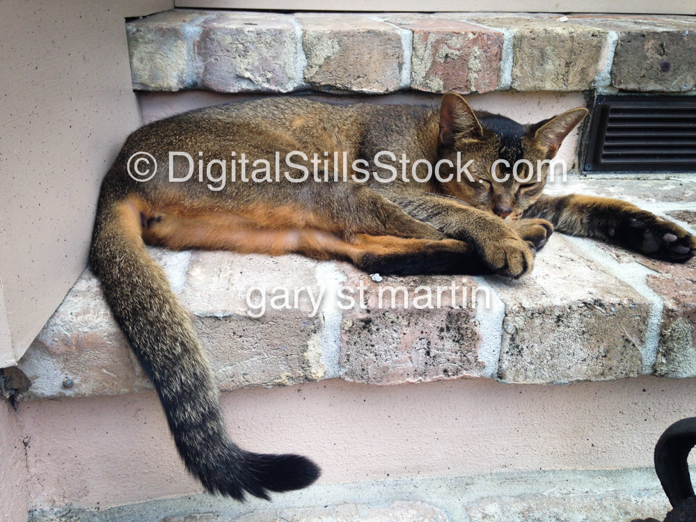 Cat Resting, New Orleans, Digital 