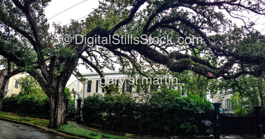 Garden District Winding Tree, New Orleans, Digital