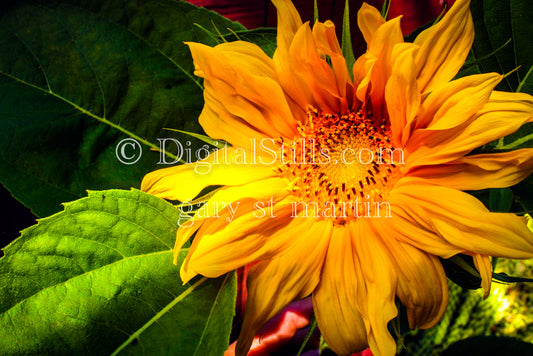 Common sunflower Plant Digital, Scenery, Flowers