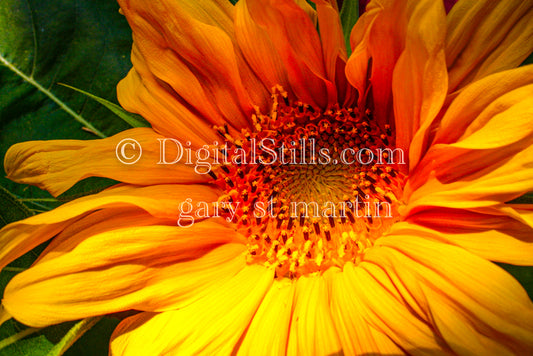 Closeup Common sunflower Plant Digital, Scenery, Flowers