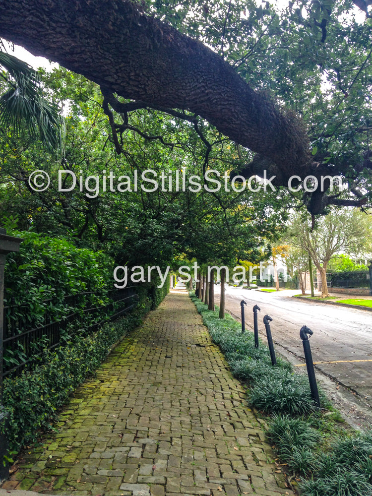 Mossy Brick Walkway, New Orleans, Digital