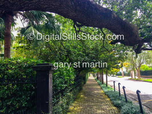 Arched Tree Walkway, New Orleans, Digital