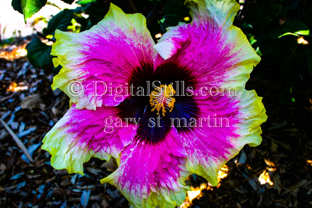 Hibiscus Plant Digital, Scenery, Flowers