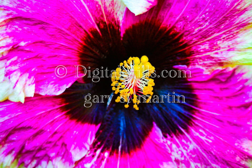 Closeup of Hibiscus Plant Digital, Scenery, Flowers