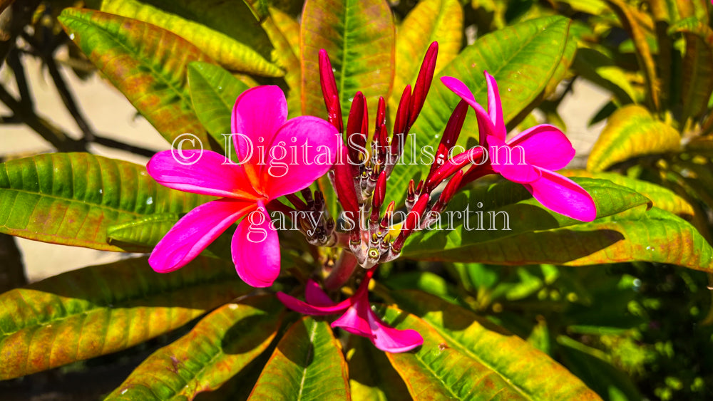 Pink Plumeria Digital, Scenery, Flowers