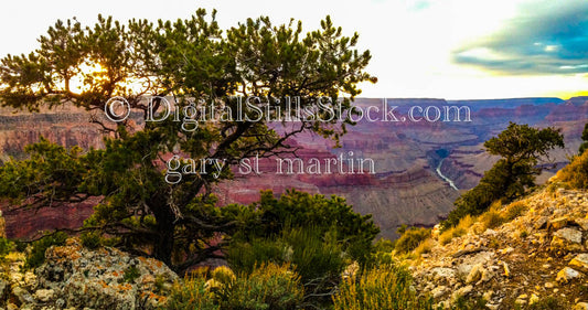 Sunset through the Tree, Digital, Arizona, Grand Canyon