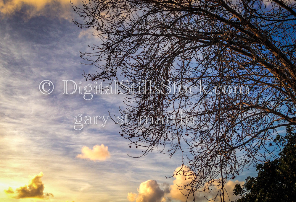 Barren Tree against the Sky - Sunset, digital sunset