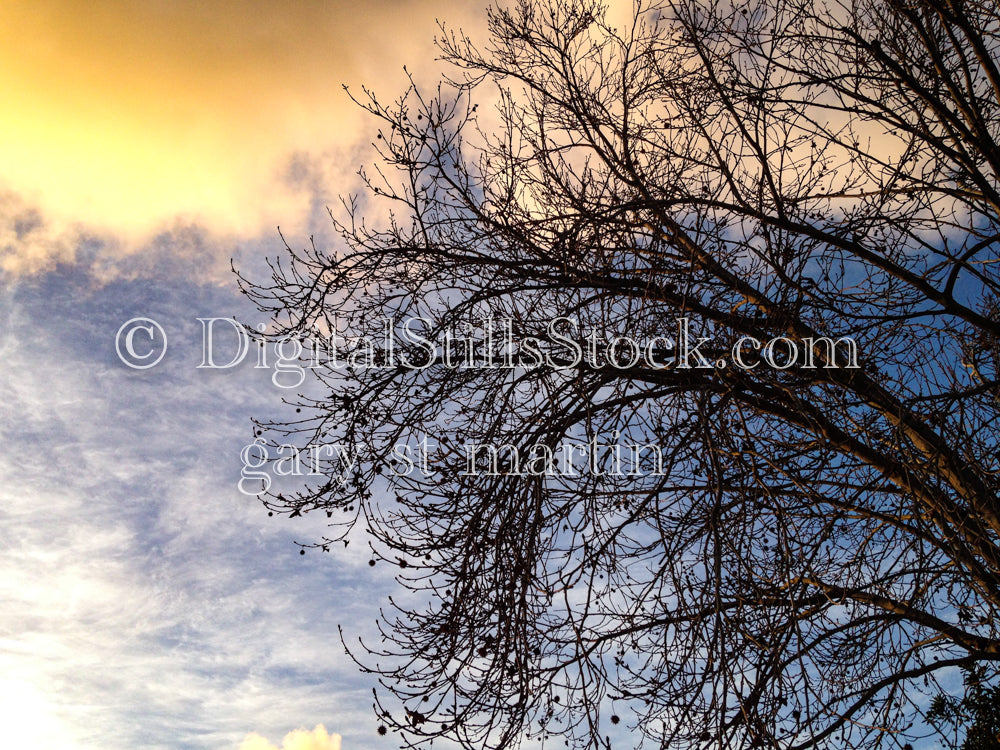 Leafless Tree - Sunset , digital sunset