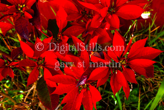 Wild Poinsettias Digital, Scenery, Flowers