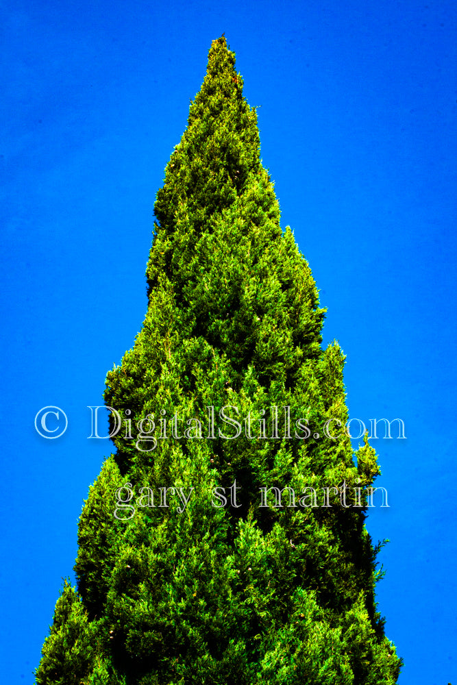 Austrocedrus Digital, Scenery, Flowers