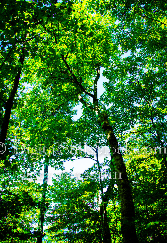 Portrait of a tall tree in the forest, digital grand marais