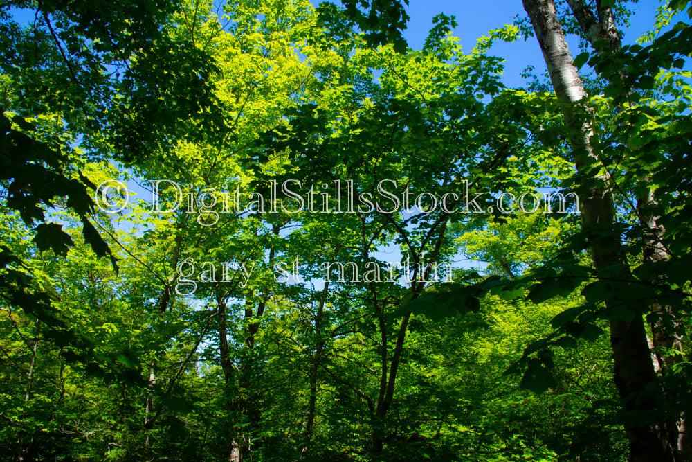 Trees swinging in the sun and the shade, digital grand marais