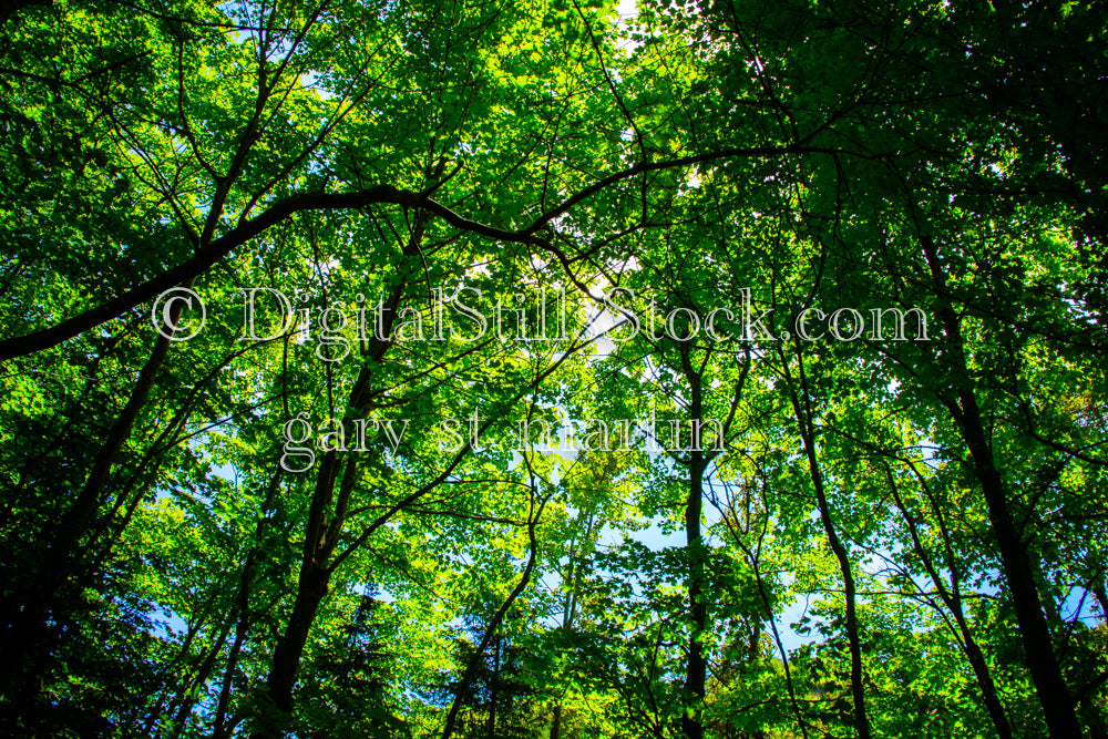 Staring up at the trees, digital grand marais