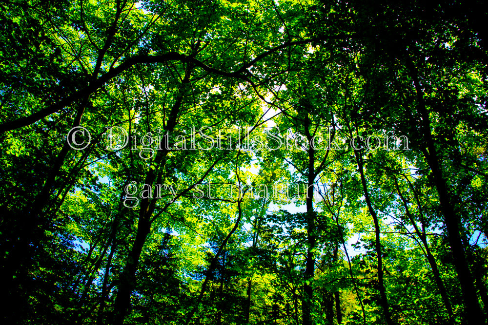 Thick Forest Branches Through The Trees, digital grand marais