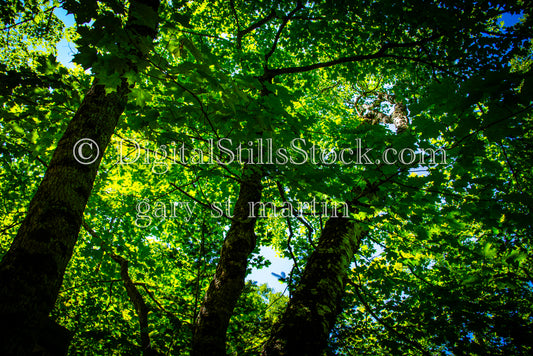 Looking sideways in the forest, digital grand marais