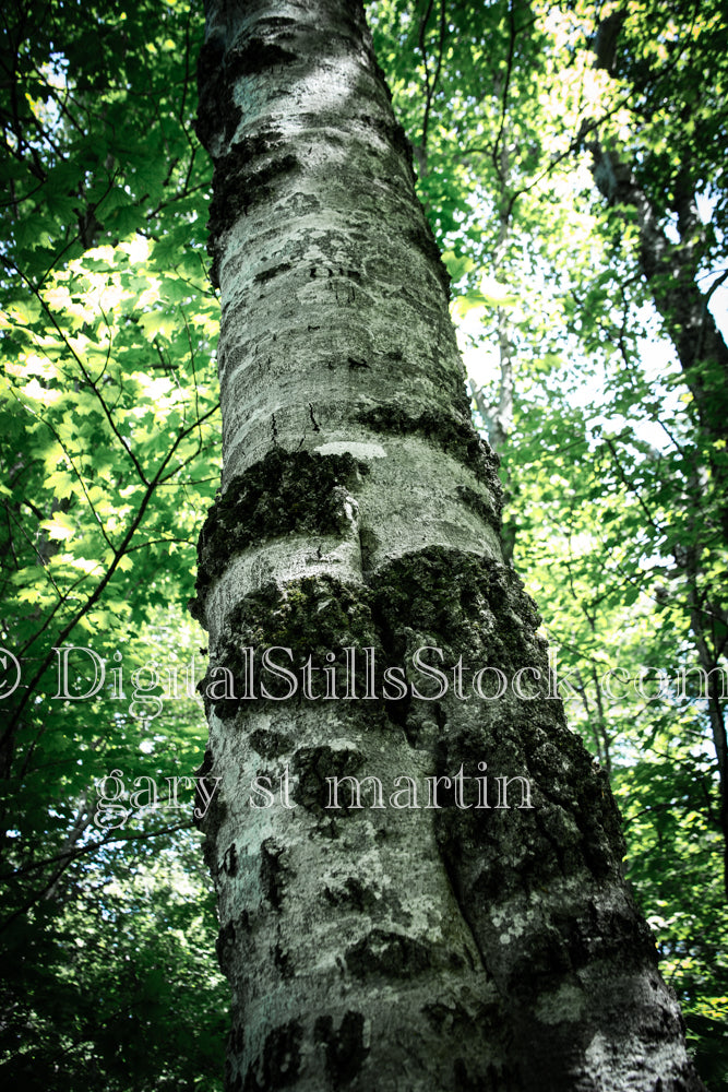 Looking closely up a tree trunk, digital grand marais