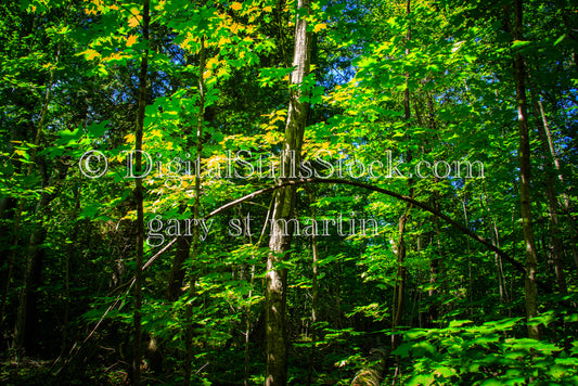 Arched tree branch amidst the forest, digital Grand Marais