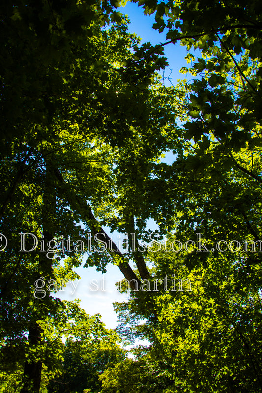 Sun glowing through the tree leaves, digital Grand Marais