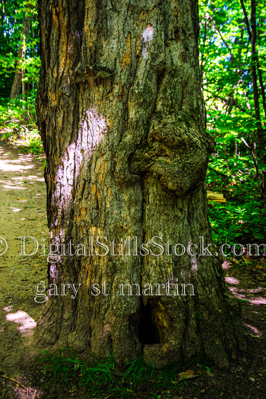 Up close with a gnarly tree trunk, digital Grand Marais