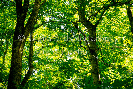 Scene of Branching trees and bright green leaves, digital Grand Marais 