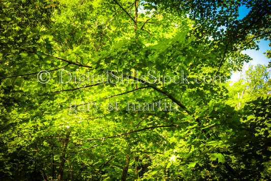 View of luscious maple trees, digital Grand Marais