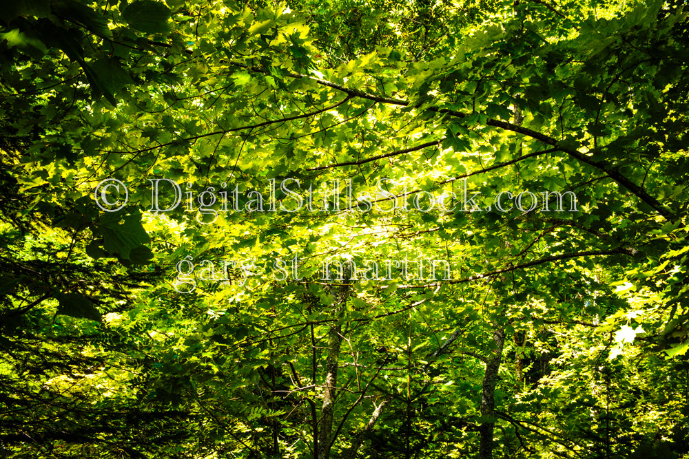 Sunshine peaking through the thick trees, digital Grand Marais