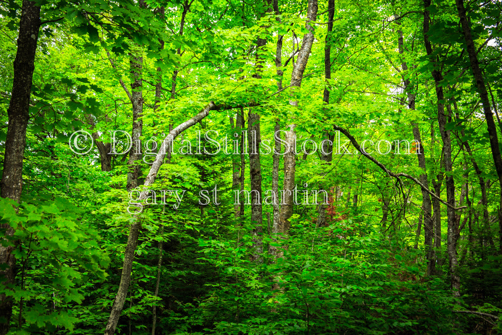 Angled Trees in a bright green forest, digital Grand Marais