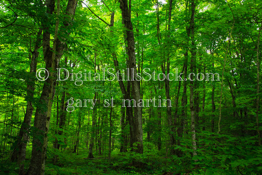 View of the bright green forest, digital grand Marais