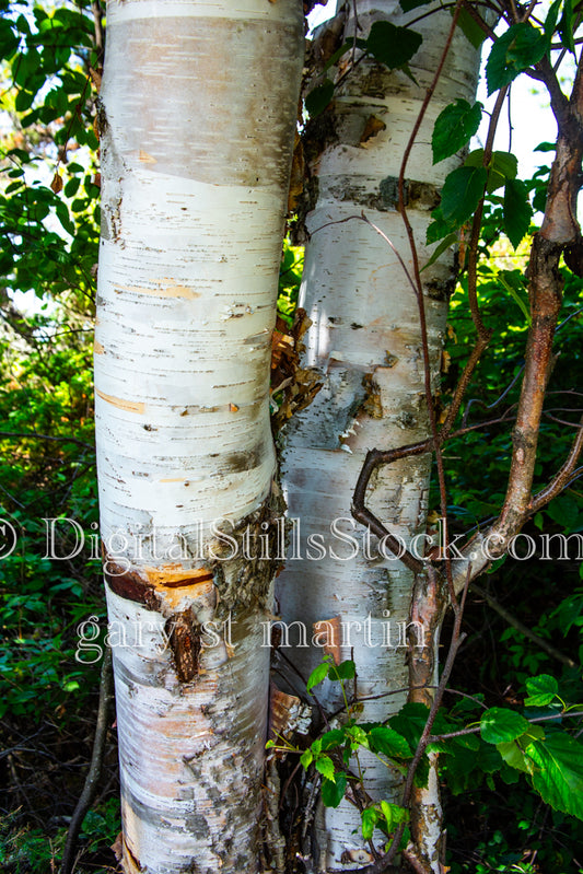 Tree trunk patterns, digital Copper Harbor