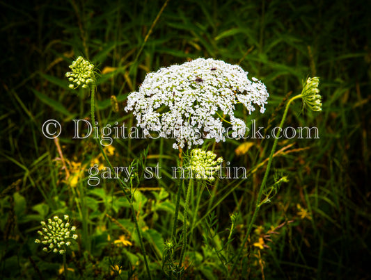 Close up of a yarrow flower in bloom, digital Grand Marais