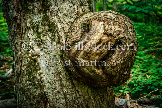 Close up of a large knot on a tree trunk, digital Grand Marais