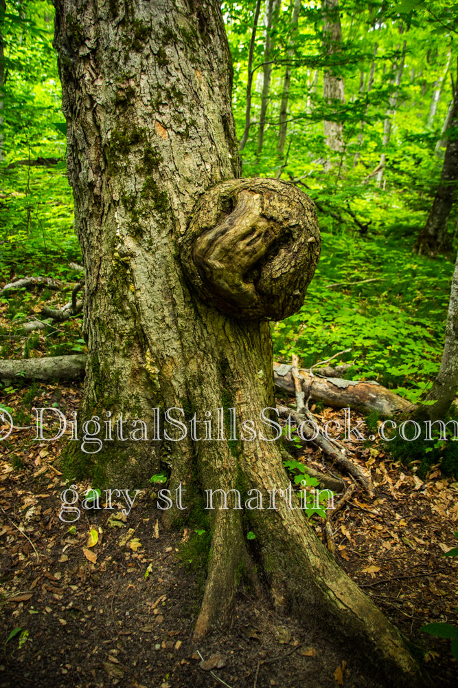 Portrait of a large knot on a tree trunk, digital Grand Marais