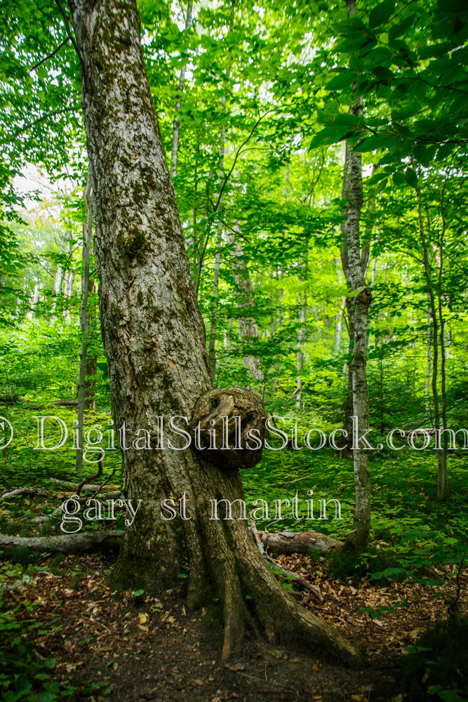 Round tree knot attached to a tree trunk, digital Grand MArais