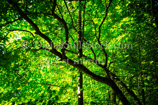 View of the intense shades of green in the forest, digital Grand Marais