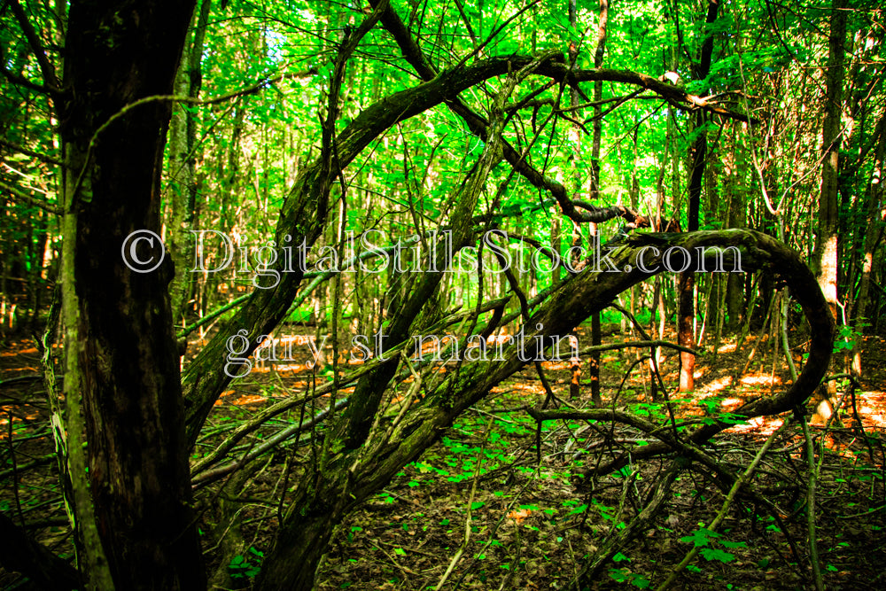 Tree branches growing back into the earth, digital Grand Marais