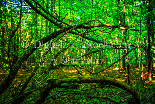 Warped tree branches, digital Grand MArais