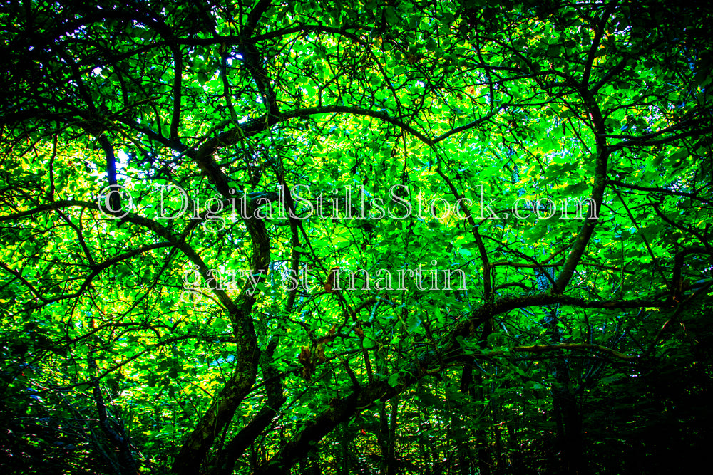 Tapestry of green leaves, digital Grand Marais