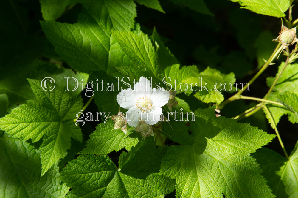 Thimbleberry, digital Copper Harbor