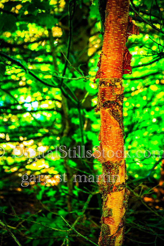 Bright red bark in the sunlight, digital Grand MArais