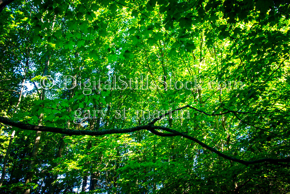 Wide view of the luscious forest leaves, digital lGRand Marais