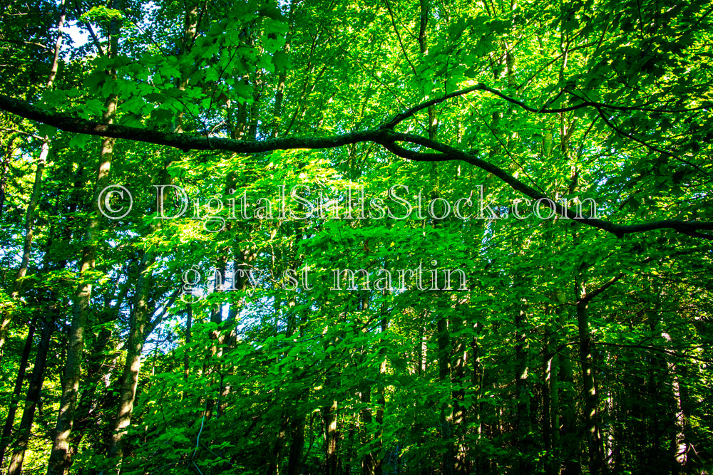 Branches and trees in the forest, digital Grand marais